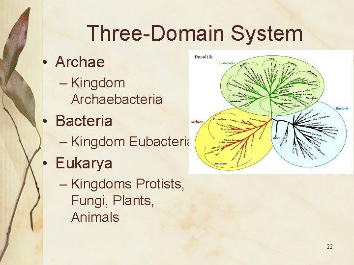 Three-Domain System • Archae – Kingdom Archaebacteria • Bacteria – Kingdom Eubacteria • Eukarya