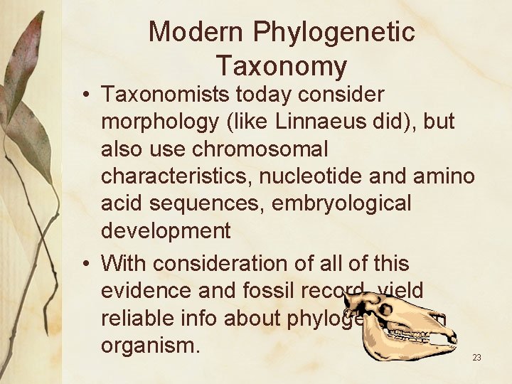 Modern Phylogenetic Taxonomy • Taxonomists today consider morphology (like Linnaeus did), but also use