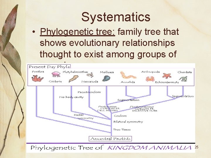 Systematics • Phylogenetic tree: family tree that shows evolutionary relationships thought to exist among