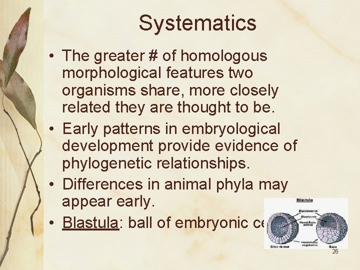 Systematics • The greater # of homologous morphological features two organisms share, more closely