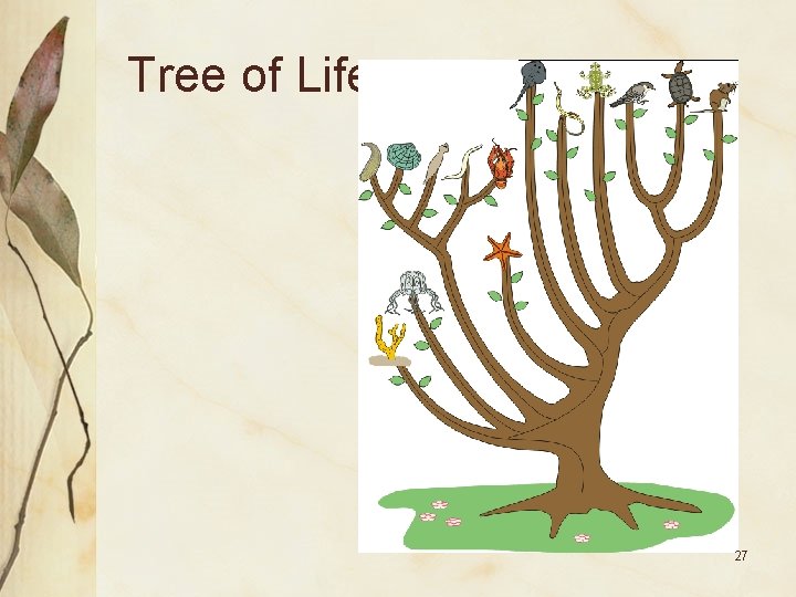 Tree of Life 27 