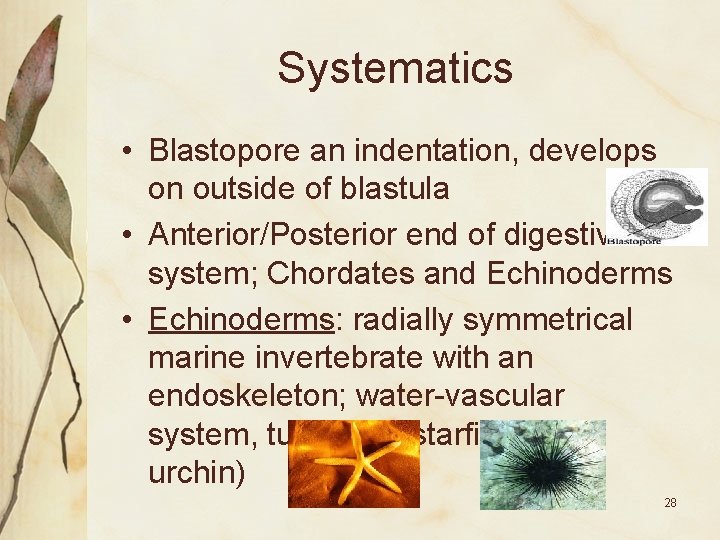 Systematics • Blastopore an indentation, develops on outside of blastula • Anterior/Posterior end of