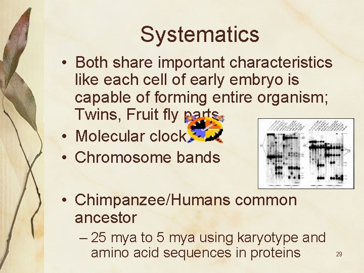 Systematics • Both share important characteristics like each cell of early embryo is capable