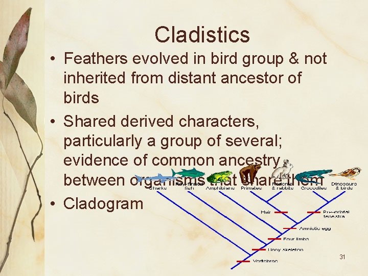 Cladistics • Feathers evolved in bird group & not inherited from distant ancestor of