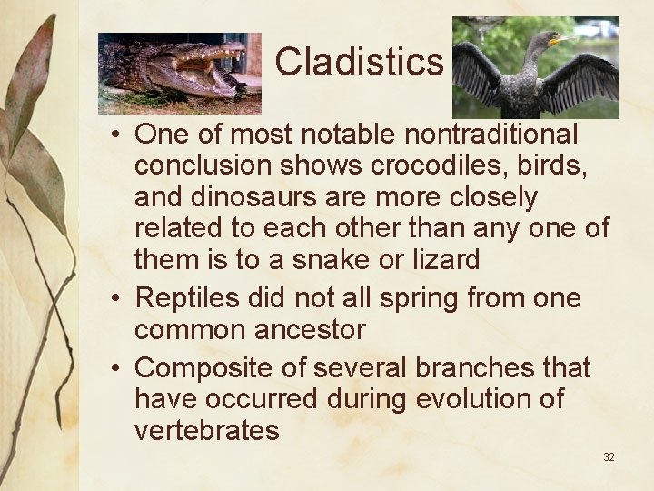Cladistics • One of most notable nontraditional conclusion shows crocodiles, birds, and dinosaurs are