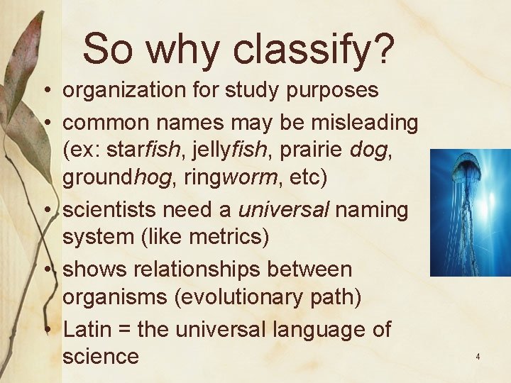 So why classify? • organization for study purposes • common names may be misleading