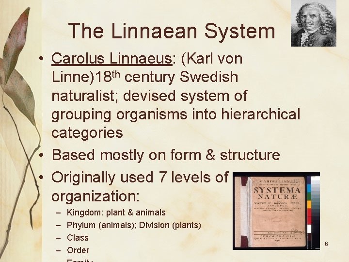 The Linnaean System • Carolus Linnaeus: (Karl von Linne)18 th century Swedish naturalist; devised