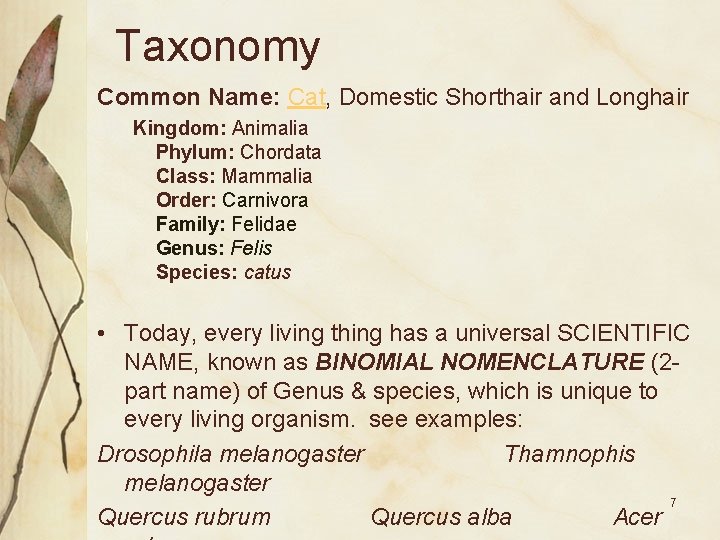 Taxonomy Common Name: Cat, Domestic Shorthair and Longhair Kingdom: Animalia Phylum: Chordata Class: Mammalia