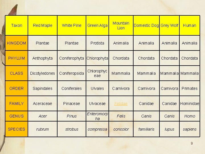 Taxon Red Maple White Pine Green Alga KINGDOM Plantae Protista PHYLUM Anthophyta CLASS Dicotyledones