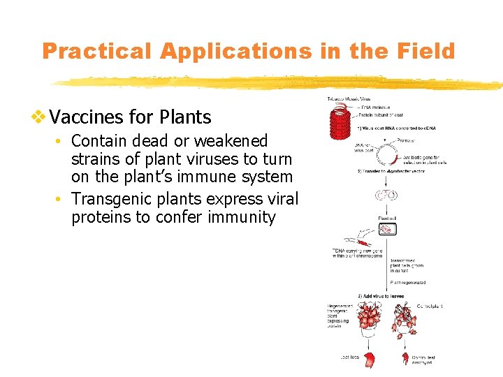 Practical Applications in the Field v Vaccines for Plants • Contain dead or weakened