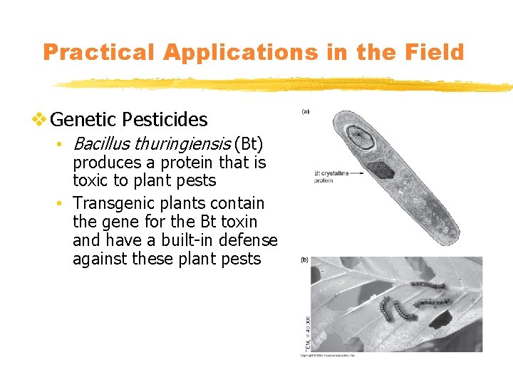 Practical Applications in the Field v Genetic Pesticides • Bacillus thuringiensis (Bt) produces a