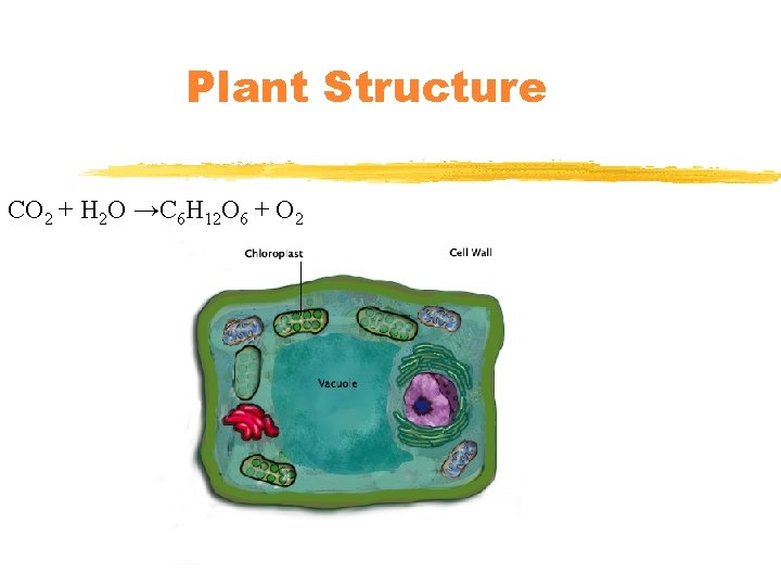 Plant Structure CO 2 + H 2 O →C 6 H 12 O 6