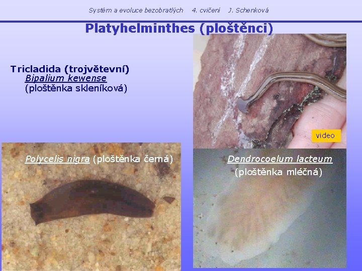 Systém a evoluce bezobratlých 4. cvičení J. Schenková Platyhelminthes (ploštěnci) Tricladida (trojvětevní) Bipalium kewense