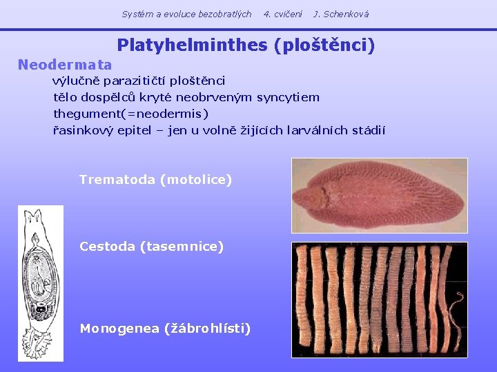 Systém a evoluce bezobratlých 4. cvičení J. Schenková Platyhelminthes (ploštěnci) Neodermata výlučně parazitičtí ploštěnci