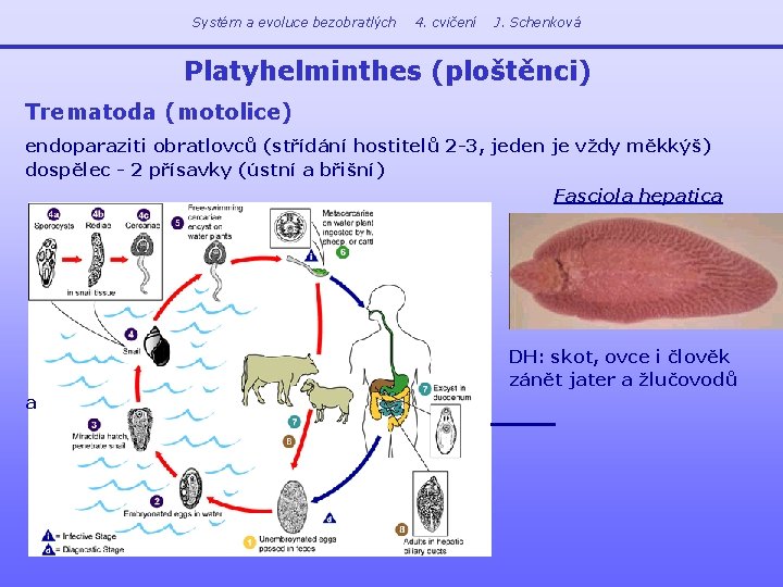 Systém a evoluce bezobratlých 4. cvičení J. Schenková Platyhelminthes (ploštěnci) Trematoda (motolice) endoparaziti obratlovců