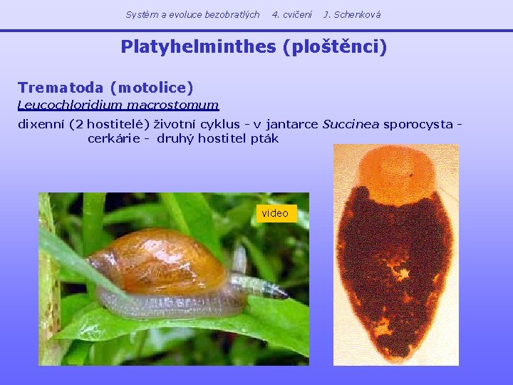 Systém a evoluce bezobratlých 4. cvičení J. Schenková Platyhelminthes (ploštěnci) Trematoda (motolice) Leucochloridium macrostomum