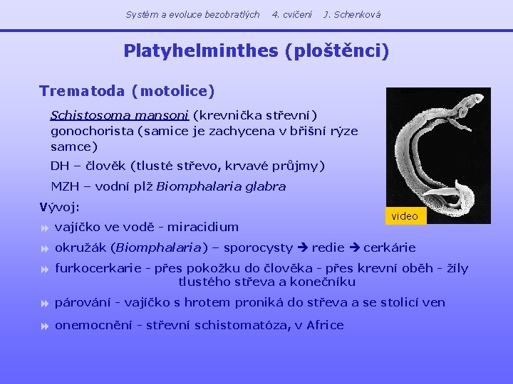 Systém a evoluce bezobratlých 4. cvičení J. Schenková Platyhelminthes (ploštěnci) Trematoda (motolice) Schistosoma mansoni