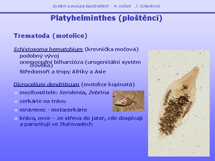 Systém a evoluce bezobratlých 4. cvičení J. Schenková Platyhelminthes (ploštěnci) Trematoda (motolice) Schistosoma hematobium