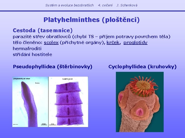 Systém a evoluce bezobratlých 4. cvičení J. Schenková Platyhelminthes (ploštěnci) Cestoda (tasemnice) parazité střev
