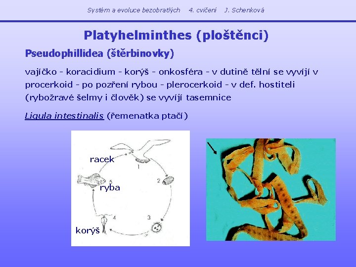 Systém a evoluce bezobratlých 4. cvičení J. Schenková Platyhelminthes (ploštěnci) Pseudophillidea (štěrbinovky) vajíčko -