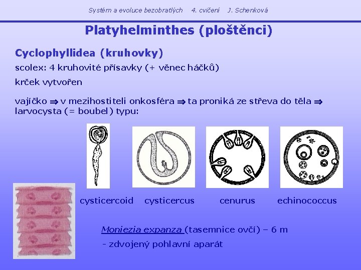 Systém a evoluce bezobratlých 4. cvičení J. Schenková Platyhelminthes (ploštěnci) Cyclophyllidea (kruhovky) scolex: 4