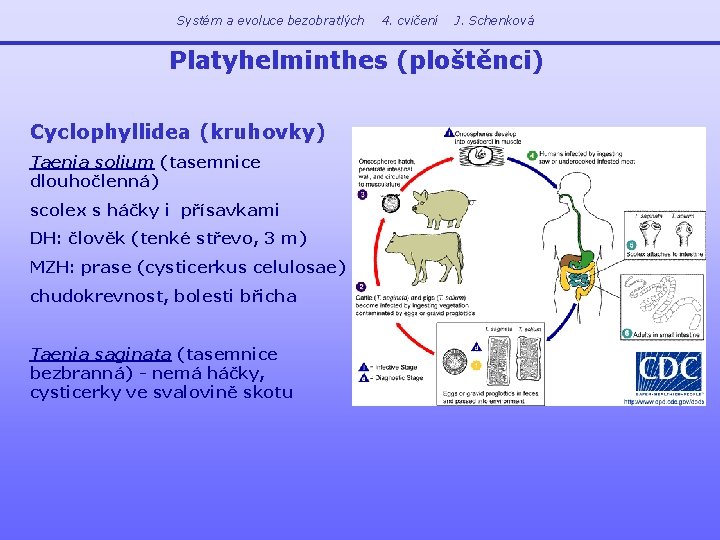 Systém a evoluce bezobratlých 4. cvičení J. Schenková Platyhelminthes (ploštěnci) Cyclophyllidea (kruhovky) Taenia solium