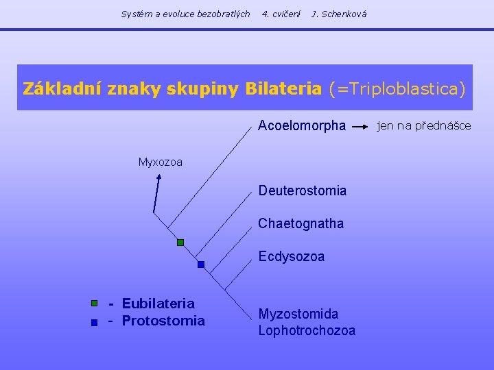 Systém a evoluce bezobratlých 4. cvičení J. Schenková Základní znaky skupiny Bilateria (=Triploblastica) Acoelomorpha