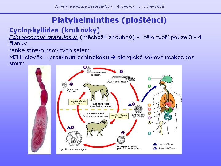Systém a evoluce bezobratlých 4. cvičení J. Schenková Platyhelminthes (ploštěnci) Cyclophyllidea (kruhovky) Echinococcus granulosus