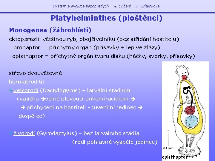 Systém a evoluce bezobratlých 4. cvičení J. Schenková Platyhelminthes (ploštěnci) Monogenea (žábrohlísti) ektoparaziti většinou