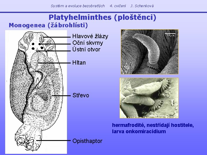 Systém a evoluce bezobratlých 4. cvičení J. Schenková Platyhelminthes (ploštěnci) Monogenea (žábrohlísti) Hlavové žlázy