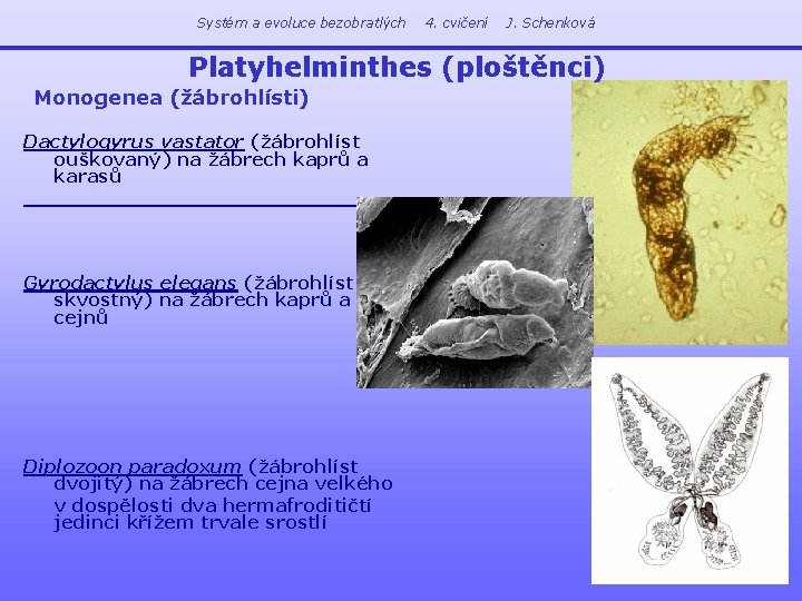 Systém a evoluce bezobratlých 4. cvičení J. Schenková Platyhelminthes (ploštěnci) Monogenea (žábrohlísti) Dactylogyrus vastator