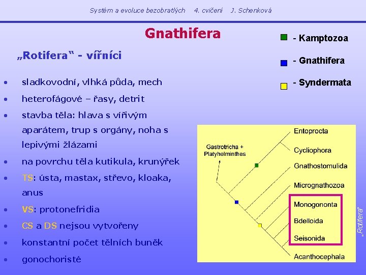 Systém a evoluce bezobratlých 4. cvičení Gnathifera „Rotifera“ - vířníci • sladkovodní, vlhká půda,