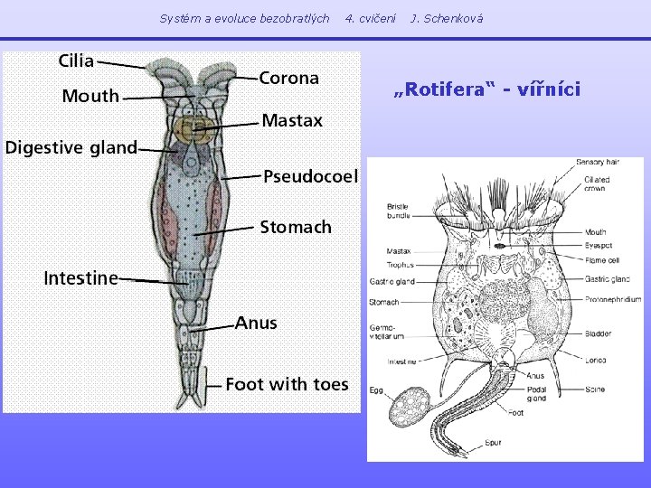 Systém a evoluce bezobratlých 4. cvičení J. Schenková „Rotifera“ - vířníci 