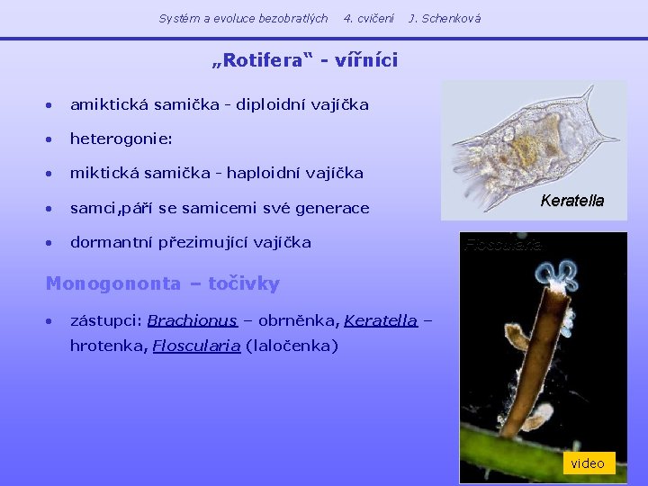 Systém a evoluce bezobratlých 4. cvičení J. Schenková „Rotifera“ - vířníci • amiktická samička