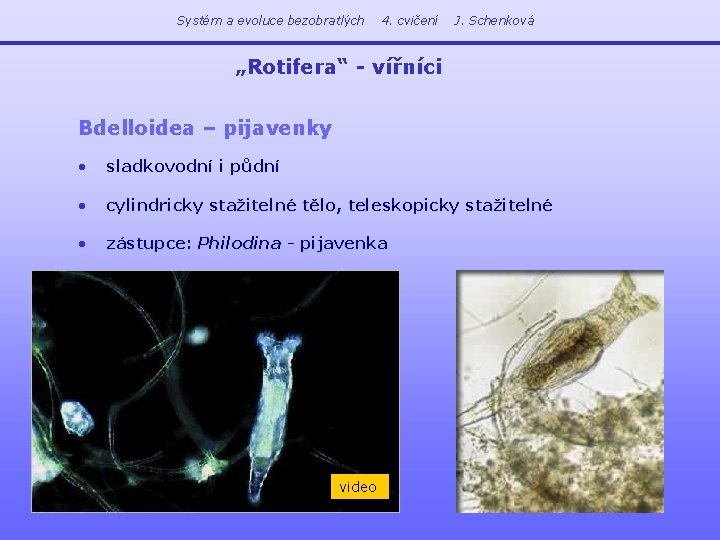 Systém a evoluce bezobratlých 4. cvičení J. Schenková „Rotifera“ - vířníci Bdelloidea – pijavenky