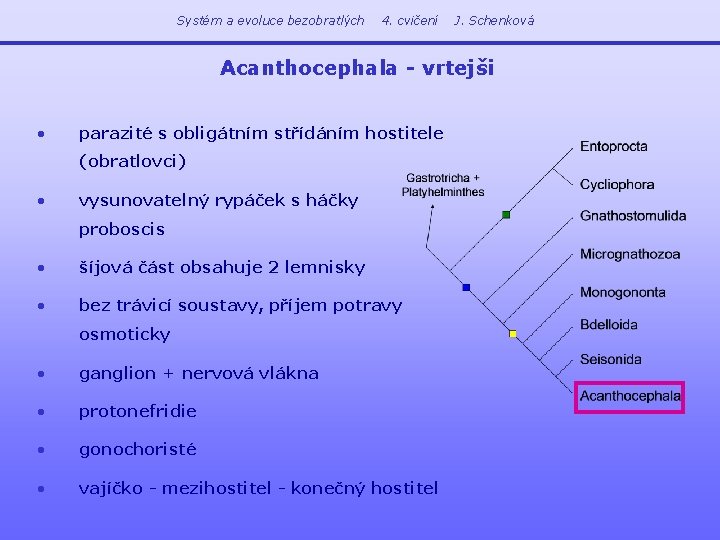 Systém a evoluce bezobratlých 4. cvičení J. Schenková Acanthocephala - vrtejši • parazité s