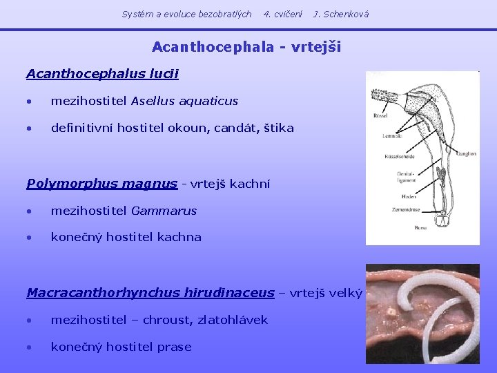 Systém a evoluce bezobratlých 4. cvičení J. Schenková Acanthocephala - vrtejši Acanthocephalus lucii •