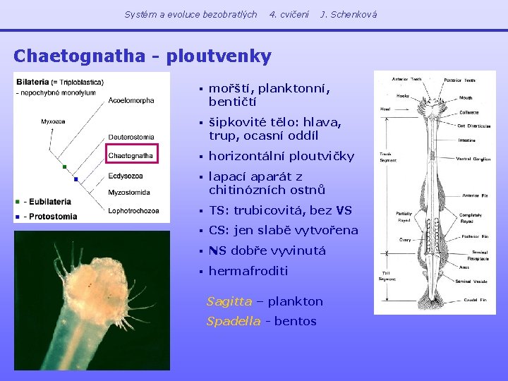 Systém a evoluce bezobratlých 4. cvičení J. Schenková Chaetognatha - ploutvenky § mořští, planktonní,