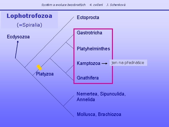 Systém a evoluce bezobratlých Lophotrofozoa 4. cvičení J. Schenková Ectoprocta (=Spiralia) Gastrotricha Ecdysozoa Platyhelminthes