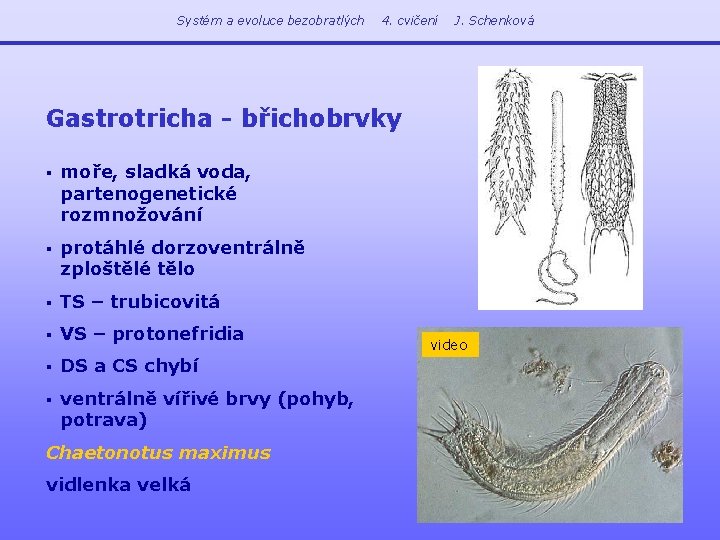 Systém a evoluce bezobratlých 4. cvičení J. Schenková Gastrotricha - břichobrvky § moře, sladká