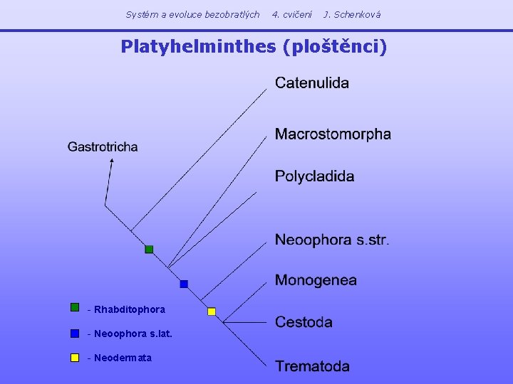 Systém a evoluce bezobratlých 4. cvičení J. Schenková Platyhelminthes (ploštěnci) - Rhabditophora - Neoophora