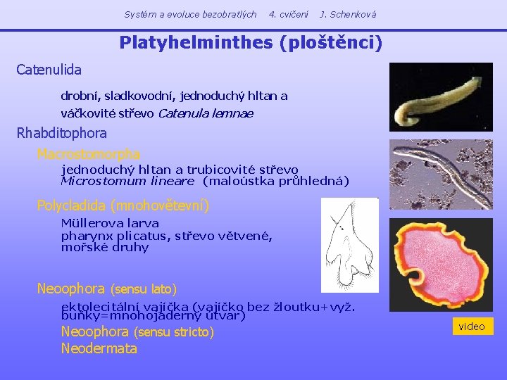 Systém a evoluce bezobratlých 4. cvičení J. Schenková Platyhelminthes (ploštěnci) Catenulida drobní, sladkovodní, jednoduchý