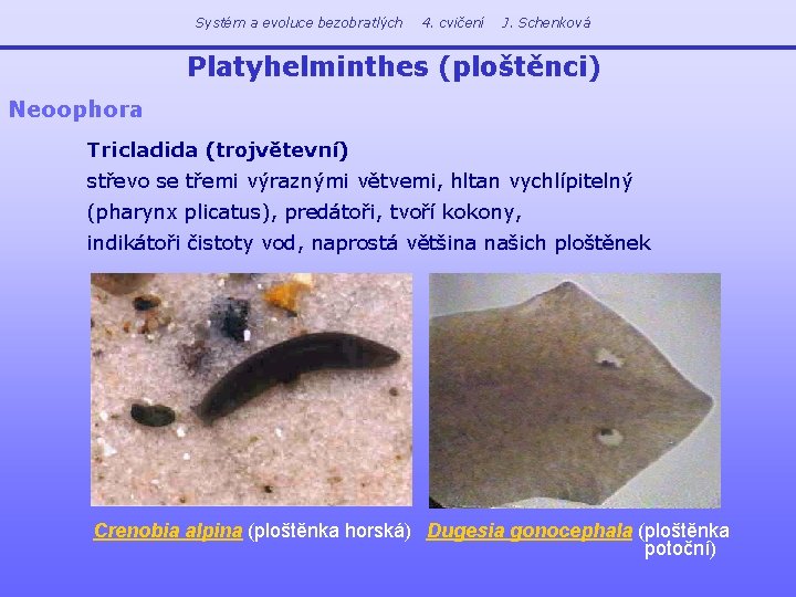 Systém a evoluce bezobratlých 4. cvičení J. Schenková Platyhelminthes (ploštěnci) Neoophora Tricladida (trojvětevní) střevo