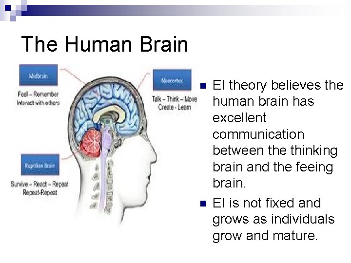 The Human Brain n n EI theory believes the human brain has excellent communication
