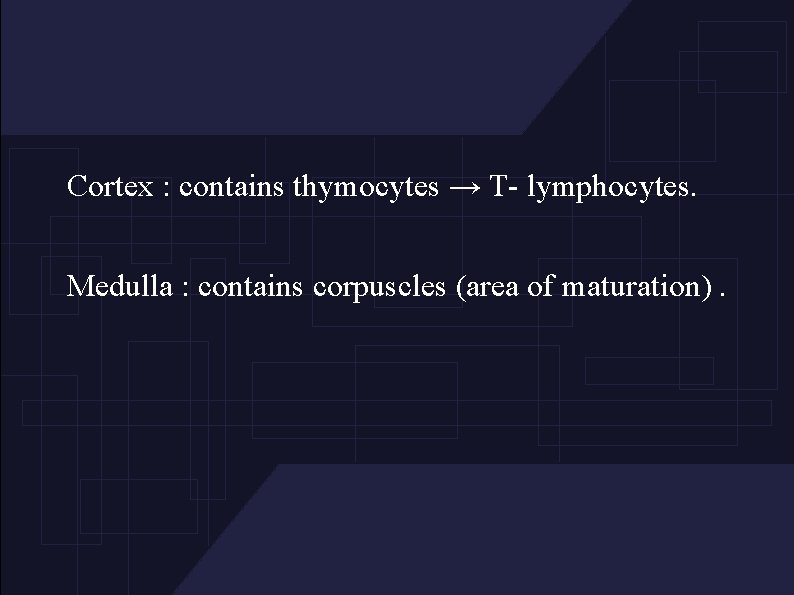 Cortex : contains thymocytes → T- lymphocytes. Medulla : contains corpuscles (area of maturation).