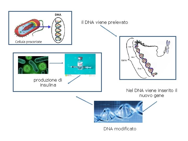il DNA viene prelevato produzione di insulina Nel DNA viene inserito il nuovo gene