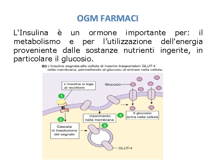 OGM FARMACI L'Insulina è un ormone importante per: il metabolismo e per l’utilizzazione dell'energia