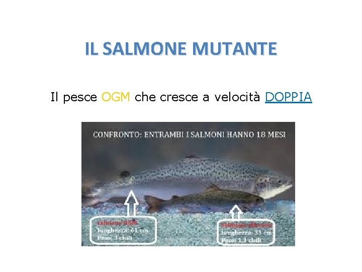 IL SALMONE MUTANTE Il pesce OGM che cresce a velocità DOPPIA 