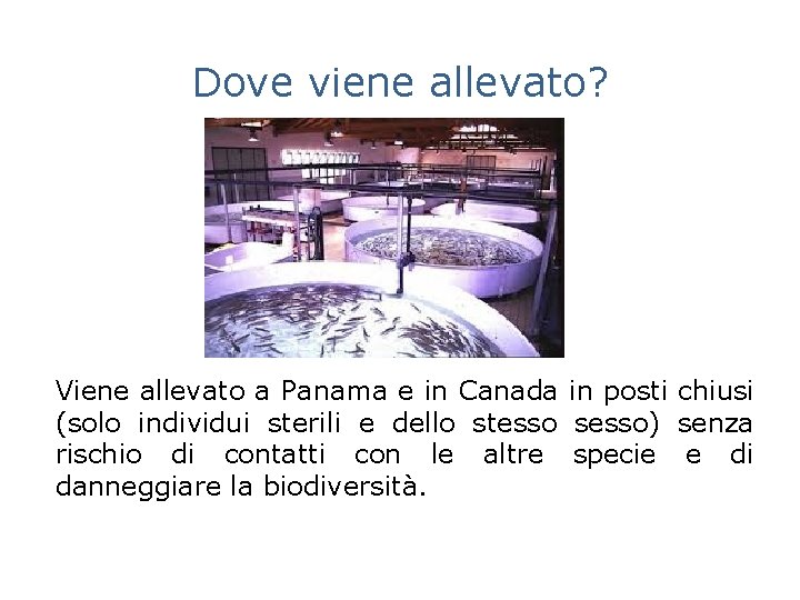 Dove viene allevato? Viene allevato a Panama e in Canada in posti chiusi (solo