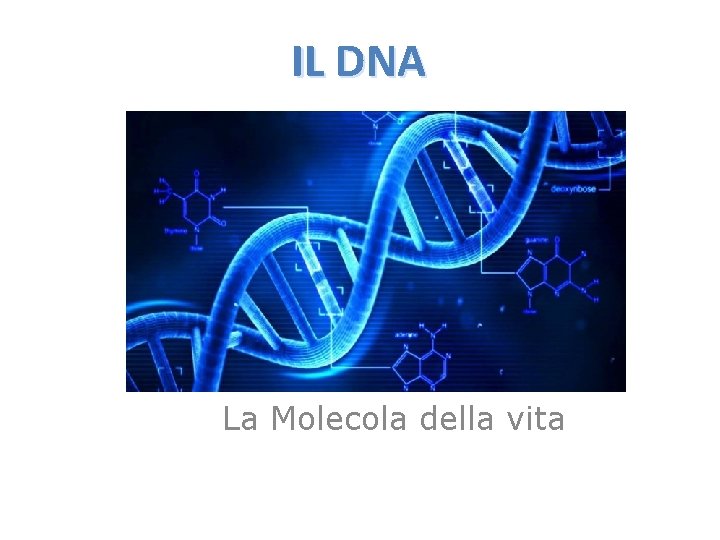 IL DNA La Molecola della vita 